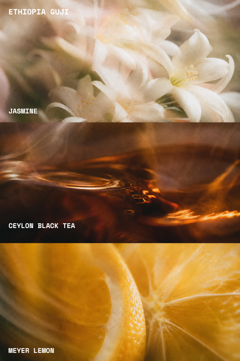 Ethiopia Guji flavour notes — jasmine, Ceylon black tea, Meyer lemon