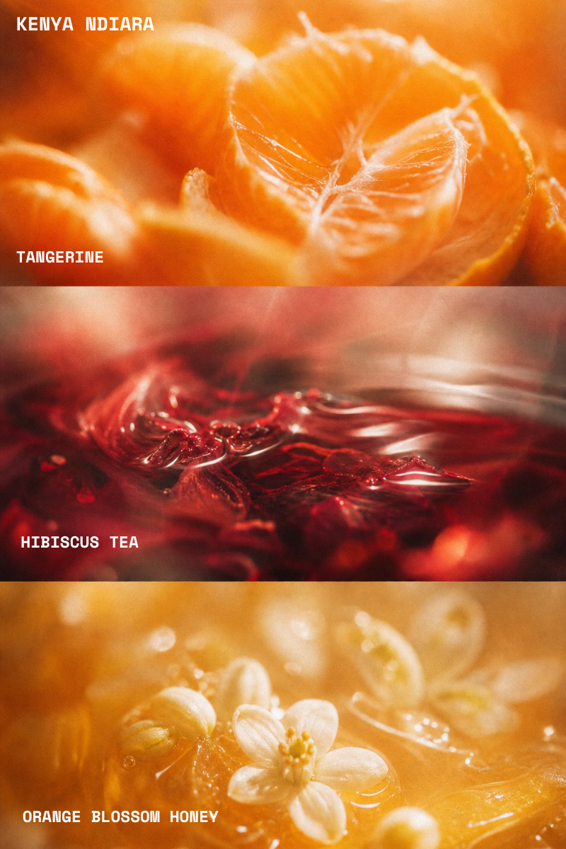 Kenya Ndiara flavour notes